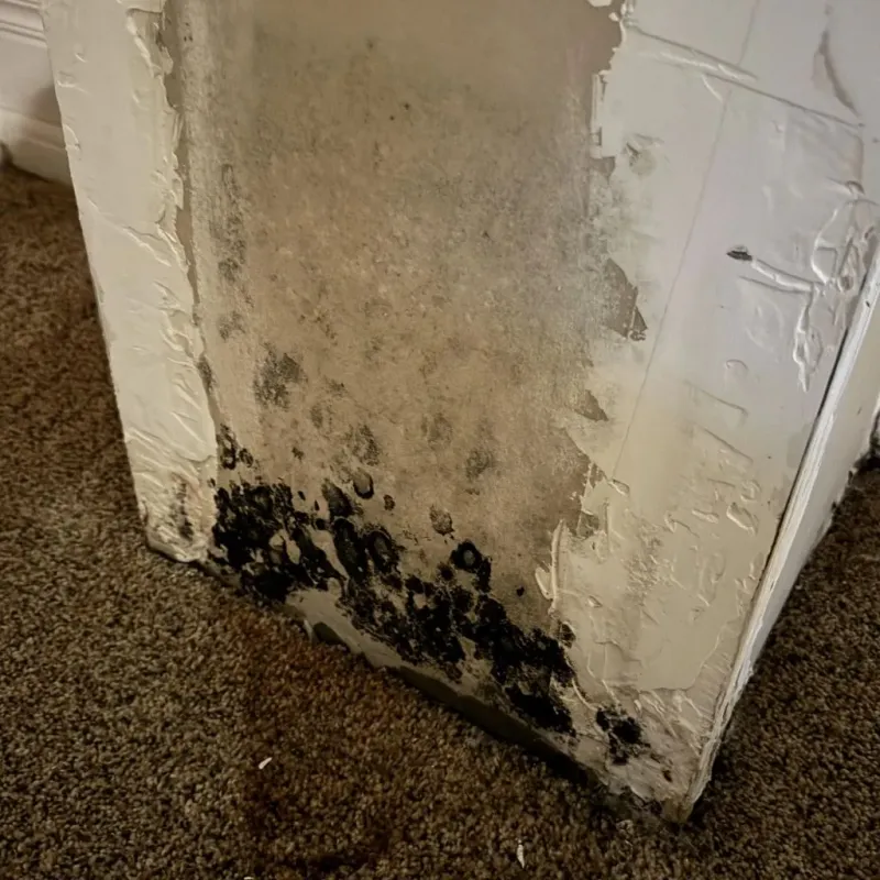 Professional Mold Removal in Peculiar, MO